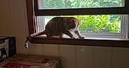 Cheeto joined the competition — help win amazing prizes! cat, windowsill, window, indoor, box, cardboard_box, greenery, plants, curious, striped_fur, pet, animal, wooden_frame, daylight, partially_open_window, houseplant, nature_outside, feline, home_interior, electric_outlet