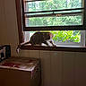 cat, windowsill, window, indoor, box, cardboard_box, greenery, plants, curious, striped_fur, pet, animal, wooden_frame, daylight, partially_open_window, houseplant, nature_outside, feline, home_interior, electric_outlet