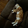 cat, orange_cat, white_cat, sleeping, couch, sofa, indoor, wooden_floor, pet, feline, relaxing, cozy, fur, paw, whiskers, home, resting, comfortable, animal, domestic_animal
