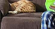 Cheeto joined the competition — help win amazing prizes! brown_recliner, casual, cat, comfort, couch, cozy, domestic_animal, furniture, home, indoor, nap, neon_green_shirt, orange_tabby, person, pet, plaid_pajamas, relaxing, resting, sleeping, soft_texture