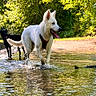 Cyno a rejoint le concours — aidez-le/la à gagner de superbes lots ! dog, white_dog, black_dog, water, creek, outdoor, nature, trees, sunlight, reflection, happy, playful, animal, summer, forest, pets, walking, daylight, tongue_out, adventure
