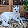 Cyno participe au concours pour gagner de l'argent avec cette photo : dog, white_dog, animal, pet, outdoor, door, wooden_door, plant, potted_plant, greenery, stone_step, relaxed, lying_down, fur, nature, calm, guarding, portrait, canine, house_entrance