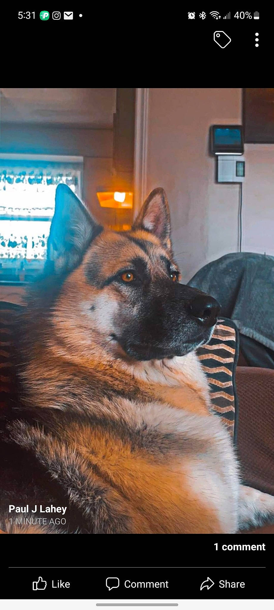Joey joined the competition — help win amazing prizes! canidae, carnivore, companion_dog, dog, dog_breed, door, east_european_shepherd, event, flooring, fur, german_shepherd_dog, herding_dog, king_shepherd, old_german_shepherd_dog, picture_frame, snout, sporting_group, window, working_animal, working_dog