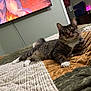 Ozzy is registered to the contest to win money with this photo: cat, tabby_cat, pet, bed, blanket, quilt, paws, whiskers, fur, relaxed, indoor, bedroom, television, tv_screen, cable, ears, portrait, sleepy, striped, cozy