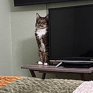 Ozzy is registered to the contest to win money with this photo: cat, tabby_cat, pet, television, tv, table, wooden_table, bed, blanket, bedding, indoor, living_room, wall, cable, paws, whiskers, ears, fur, curious, staring