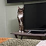 cat, tabby_cat, pet, television, tv, table, wooden_table, bed, blanket, bedding, indoor, living_room, wall, cable, paws, whiskers, ears, fur, curious, staring
