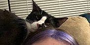 Rain joined the competition — help win amazing prizes! cat, tuxedo_cat, person, glasses, purple_hair, whiskers, close_up, couch, window_blinds, indoors, pet, face, portrait, relaxed, resting, forehead, eye, head, black_fur, white_fur