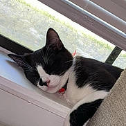 Rain joined the competition — help win amazing prizes! cat, sleeping_cat, tuxedo_cat, black_and_white, window, windowsill, blinds, screen, indoor, pet, collar, red_collar, whiskers, nap, cozy, fur, closeup, portrait, couch, relaxed