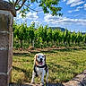 Looping a rejoint le concours — aidez-le/la à gagner de superbes lots ! animal, beagle, blue_sky, canine, clouds, countryside, dog, garden, grapevines, grass, harness, landscape, leash, leaves, mountains, outdoor, pet, stone_wall, tree, vineyard