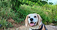 Looping participe au concours pour gagner de l'argent avec cette photo : animal, beagle, blue_sky, dog, garden, grass, happy, harness, leaves, nature, orchard, outdoor, path, pet, portrait, sitting, smiling, tongue_out, tree, woodland
