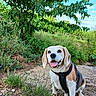 animal, beagle, blue_sky, dog, garden, grass, happy, harness, leaves, nature, orchard, outdoor, path, pet, portrait, sitting, smiling, tongue_out, tree, woodland