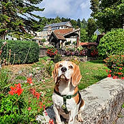 Looping a rejoint le concours — aidez-le/la à gagner de superbes lots ! beagle, dog, flowers, garden, greenery, harness, hotel, house, landscape, mountain_village, nature, outdoor, pathway, pet, portrait, red_flowers, sitting, sky, stone_wall, trees