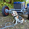 Looping participe au concours pour gagner de l'argent avec cette photo : animal, automobile, beagle, dog, forest, harness, large_wheels, leash, nature, outdoor, people, pet, portrait, race_car, sitting, sunlight, tongue_out, vehicle, vintage_car, woodland