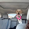 Canella joined the competition — help win amazing prizes! animal, back_seat, car_interior, companion, dog, domestic_animal, fur, happy, headrest, leisure, pet, pink_harness, ride, seatbelt, seated, tongue_out, transport, travel, vehicle, window
