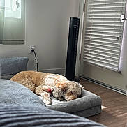 Canella joined the competition — help win amazing prizes! blinds, calm, cozy, dog, dog_bed, fan, floor, furniture, home, indoor, light, pet, plush_toy, power_outlet, relaxation, resting, shadow, sleeping, window, wood_floor