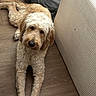 Canella is registered to the contest to win money with this photo: animal, beige, blanket, brown, calm, canine, companion, cozy, curly_fur, cute, dog, domestic, friendly, furniture, indoor, long_legs, lying_down, pet, relaxed, wooden_floor