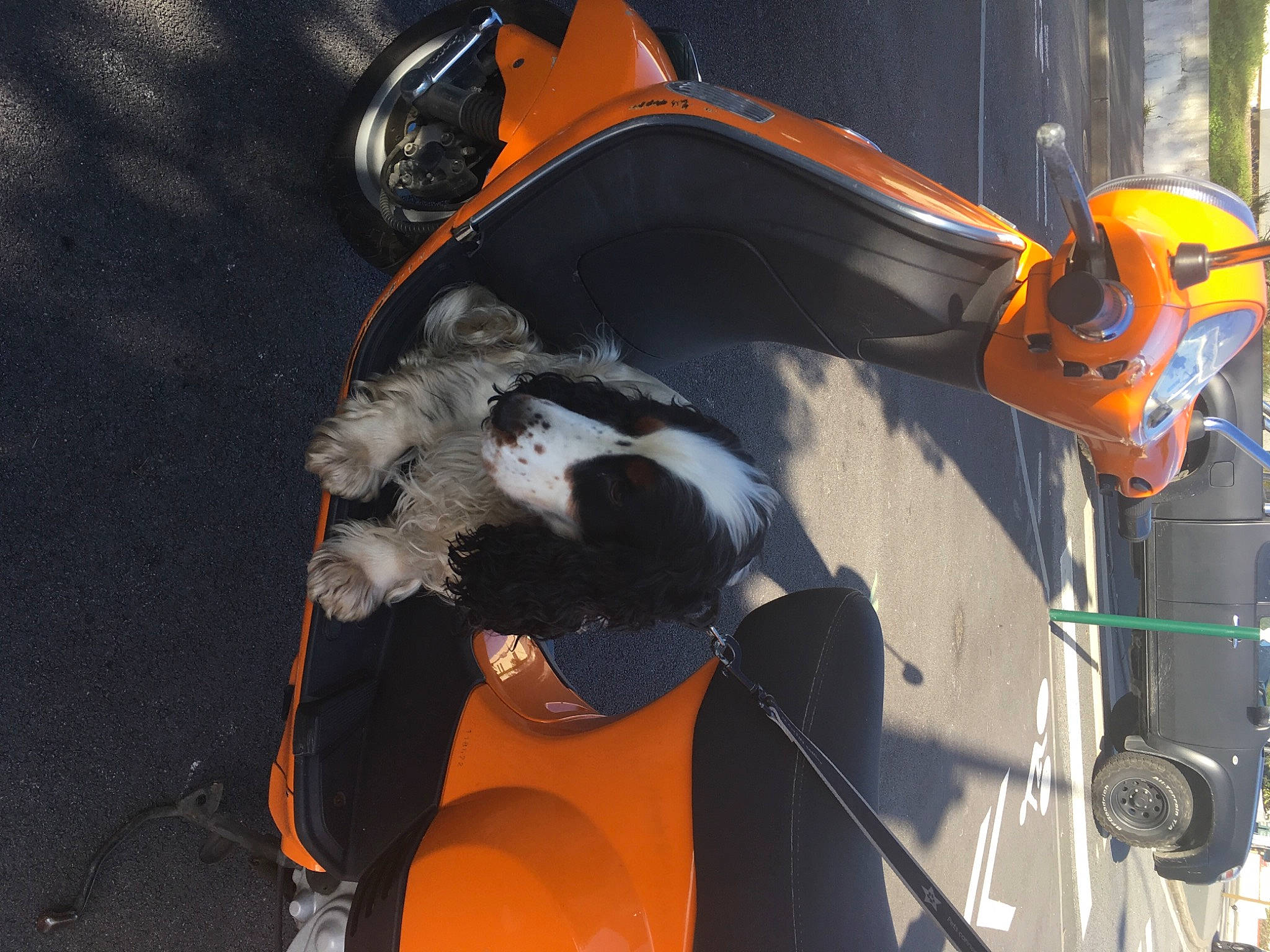 Harold a rejoint le concours — aidez-le/la à gagner de superbes lots ! asphalt, auto_part, automotive_design, automotive_exterior, automotive_lighting, automotive_tire, automotive_wheel_system, bumper, carnivore, dog, electrical_wiring, fender, headlamp, hood, machine, motor_vehicle, personal_protective_equipment, rim, vehicle, vehicle_door