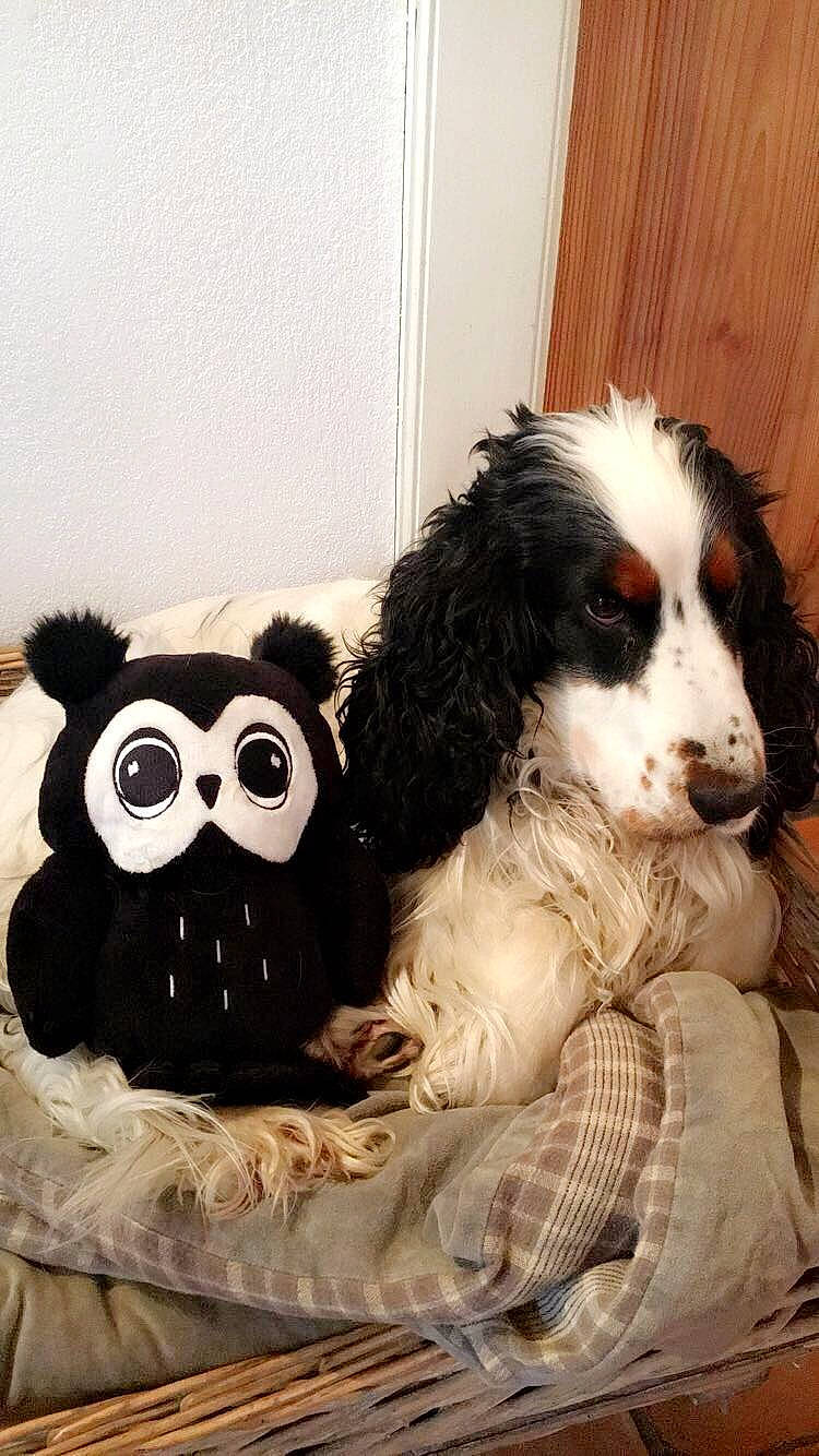 Harold a rejoint le concours — aidez-le/la à gagner de superbes lots ! animal_figure, canidae, carnivore, companion_dog, dog, dog_breed, door, fur, gun_dog, liver, plush, primate, snout, spaniel, sporting_group, stuffed_toy, terrestrial_animal, toy, toy_dog, working_animal