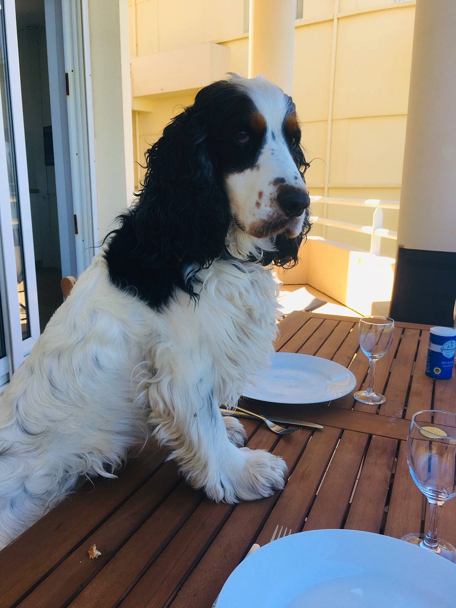 Harold participe au concours pour gagner de l'argent avec cette photo : canidae, carnivore, chair, collar, companion_dog, dishware, dog, dog_breed, dog_collar, door, flooring, fur, furniture, plate, snout, spaniel, sporting_group, tableware, wine_glass, working_animal