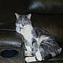 cat, gray_cat, white_cat, pet, feline, domestic_cat, leather_couch, indoor, resting, relaxed, animal, mammal, paw, fur, whiskers, collar, home, comfort, seat, living_room