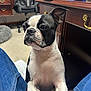 Harley is registered to the contest to win money with this photo: dog, boston_terrier, pet, indoor, office, desk, chair, carpet, furniture, jeans, legs, wood, dog_bed, black_and_white, canine, curious, close_up, animal, companion, home