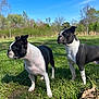 Harley joined the competition — help win amazing prizes! dog, boston_terrier, grass, outdoor, sunny, nature, pet, canine, animal, two_dogs, black_and_white, ears_up, standing, daytime, greenery, trees, fence, sky, muzzle, alert