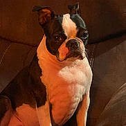 Harley joined the competition — help win amazing prizes! boston_terrier, dog, pet, canine, sitting, couch, indoor, brown, white, black, fur, ears, animal, companion, portrait, relaxed, domestic, cute, friend, warm_lighting