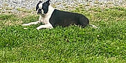 Harley joined the competition — help win amazing prizes! dog, black_and_white, grass, outdoor, lawn, pet, animal, relaxed, lying_down, nature, summer, daytime, quiet, canine, resting, fur, side_view, ground, field, peaceful