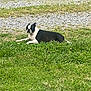 dog, black_and_white, grass, outdoor, lawn, pet, animal, relaxed, lying_down, nature, summer, daytime, quiet, canine, resting, fur, side_view, ground, field, peaceful