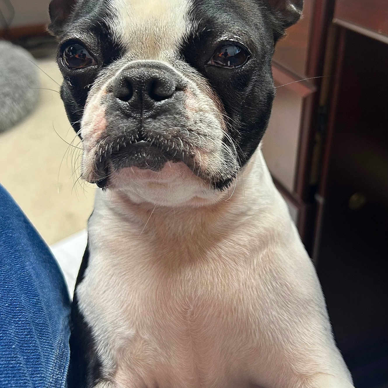 Harley is registered to the contest to win money with this photo: animal, black_and_white, boston_terrier, canine, carpet, close_up, companion, cute, dog, ears, expression, fur, furniture, indoor, leg, looking, nose, pet, portrait, whiskers