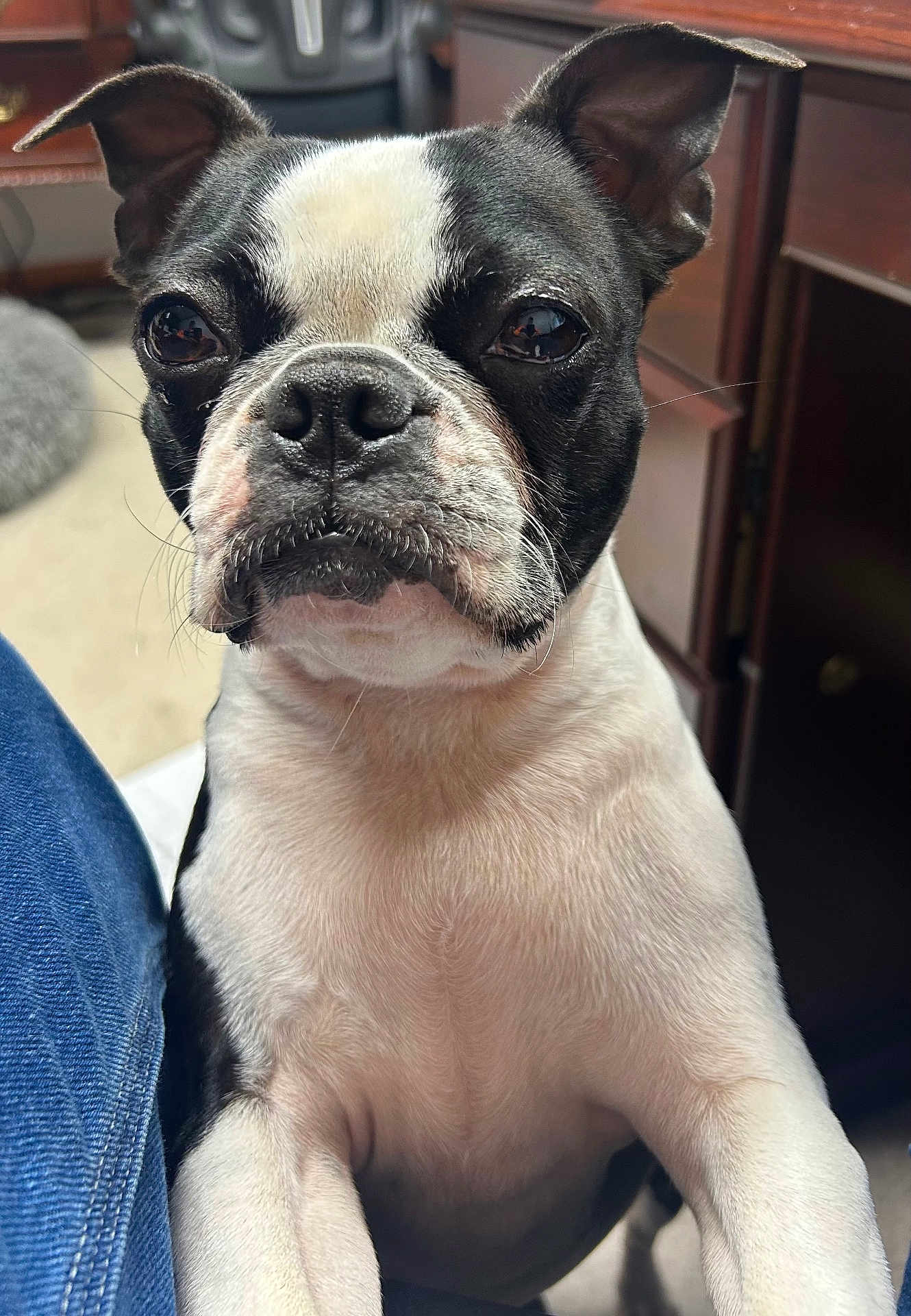 Harley is registered to the contest to win money with this photo: dog, boston_terrier, pet, close_up, indoor, black_and_white, fur, ears, nose, animal, canine, looking, expression, carpet, furniture, leg, whiskers, portrait, companion, cute