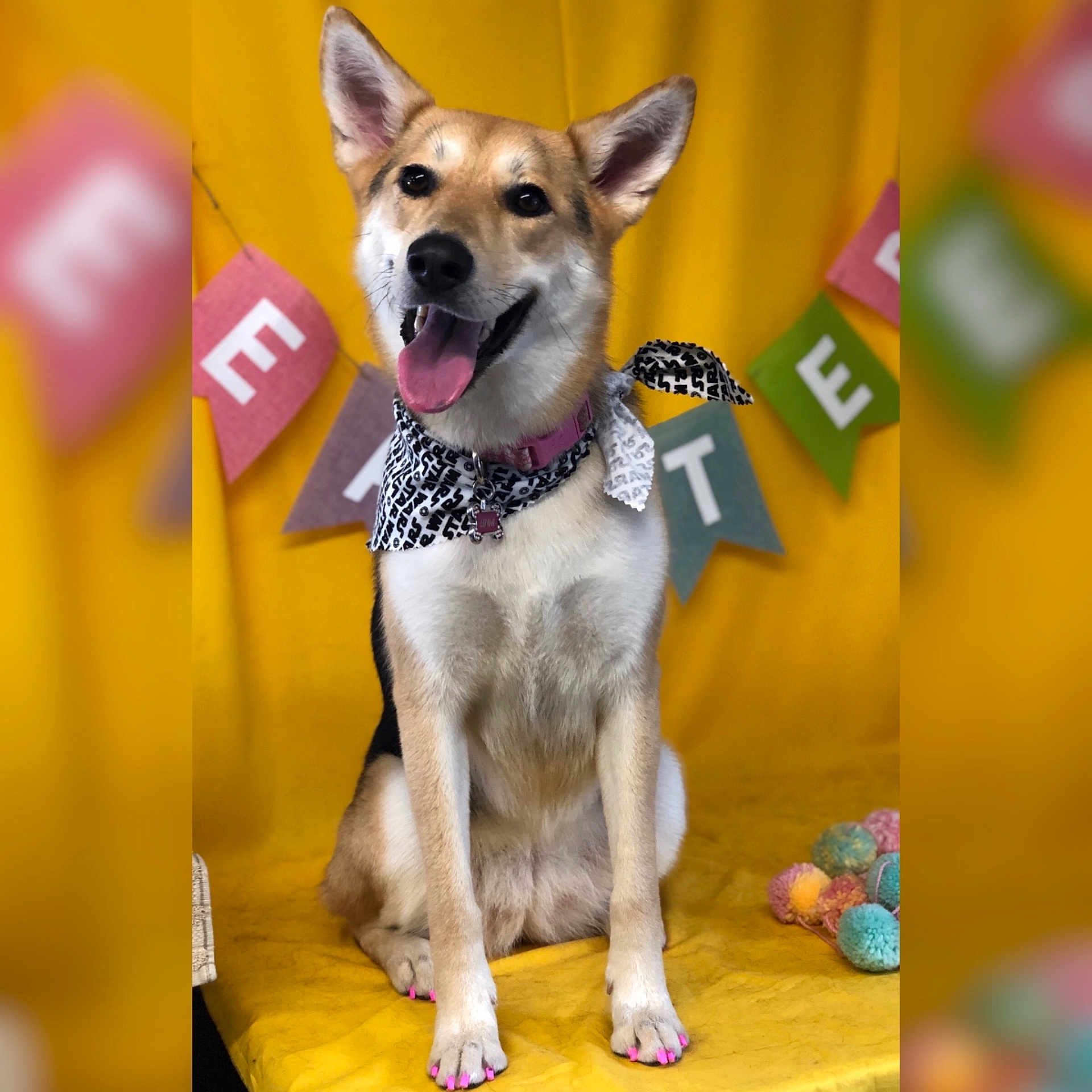 Luna joined the competition — help win amazing prizes! ancient_dog_breeds, canidae, carnivore, carolina_dog, conformation_show, dog, dog_breed, fawn, kunming_wolfdog, mammal, norwegian_buhund, rare_breed_dog, snout, tamaskan_dog, vertebrate, working_dog