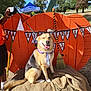 dog, happy, smiling, collar, burlap, hay, pumpkin, banner, broom, orange, outdoor, park, tree, grass, person, leash, blue_sky, cloud, sunny, festival