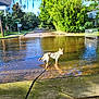 dog, water, flood, street, leash, bench, trees, sunlight, residential_area, house, greenery, daytime, reflection, outdoor, nature, canine, pavement, sky, summer, animal