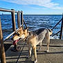 dog, leash, concrete, pier, water, waves, sky, clouds, metal_railing, sunlight, shadow, outdoor, pet, canine, happy, panting, standing, nature, daytime, blue_sky