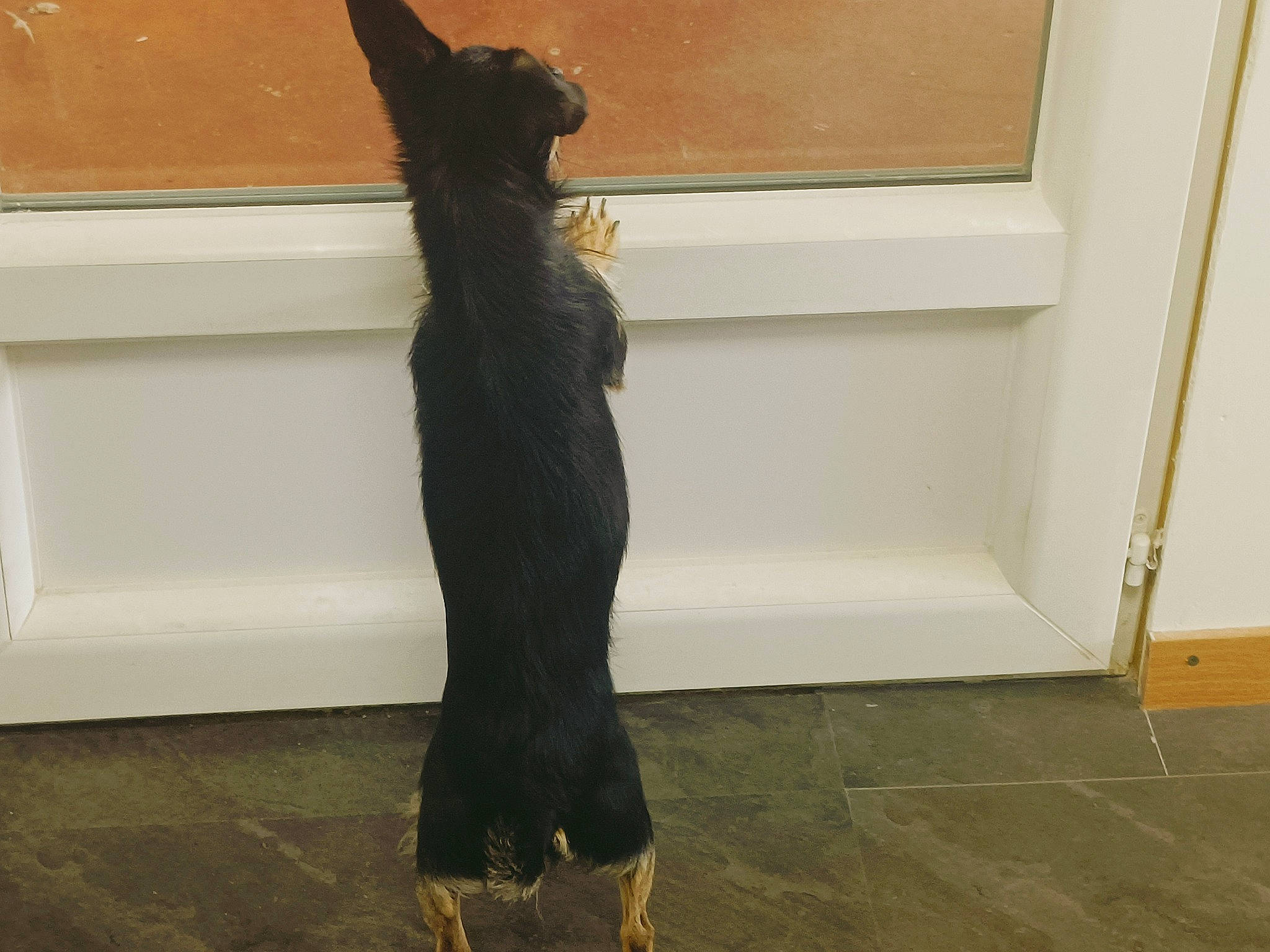 Pally a rejoint le concours — aidez-le/la à gagner de superbes lots ! black_cat, brown, carnivore, companion_dog, dog_breed, fawn, felidae, floor, flooring, fur, hardwood, mammal, room, small_to_medium_sized_cats, snout, sporting_group, tail, vertebrate, whiskers, wood