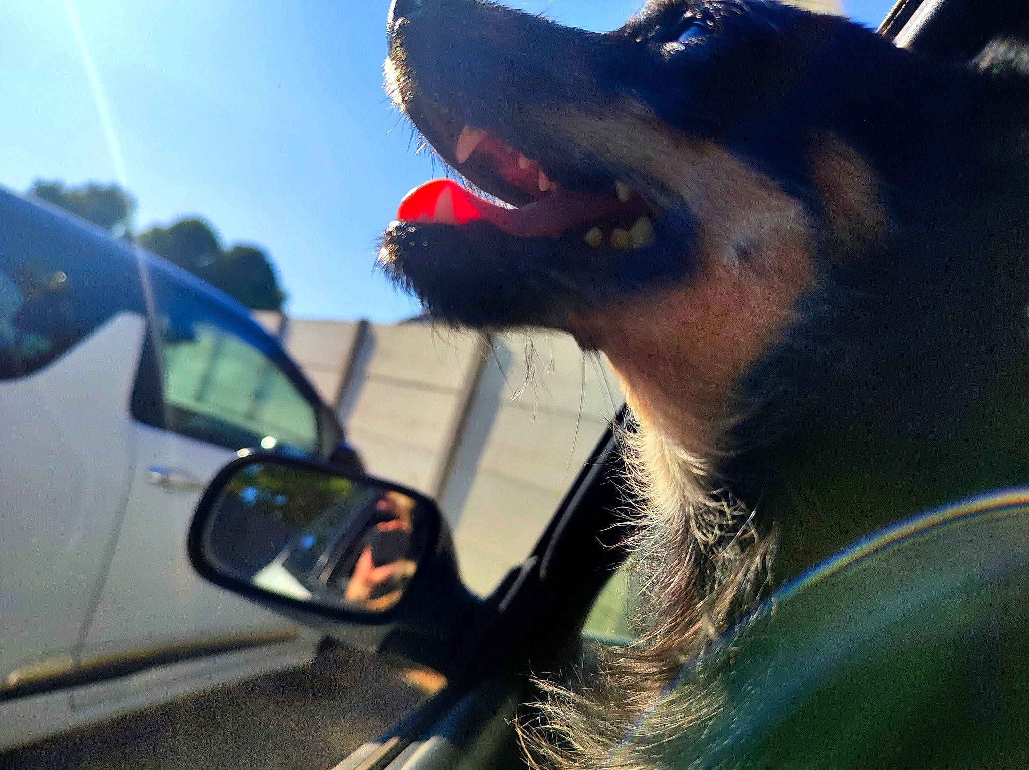 Pally a rejoint le concours — aidez-le/la à gagner de superbes lots ! automotive_design, automotive_exterior, automotive_lighting, automotive_mirror, automotive_side_view_mirror, car, carnivore, dog, dog_breed, gesture, hood, mirror, motor_vehicle, personal_luxury_car, rear_view_mirror, sky, sunglasses, vehicle, vehicle_door, window