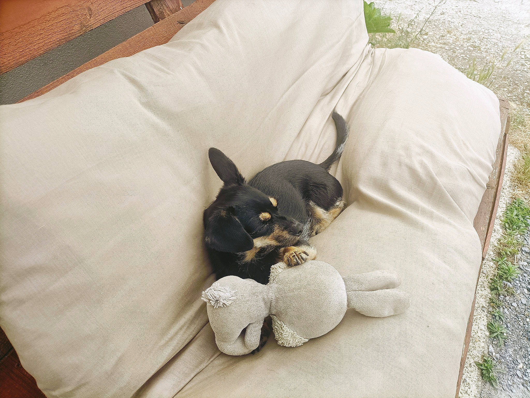Pally participe au concours pour gagner de l'argent avec cette photo : canidae, carnivore, comfort, companion_dog, dog_breed, fawn, felidae, grass, grey, linens, mammal, plush, snout, sporting_group, stuffed_toy, tail, textile, toy, whiskers, working_animal