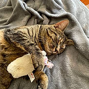 Mars is registered to the contest to win money with this photo: cat, tabby_cat, sleeping, toy_mouse, blanket, gray_blanket, soft_texture, indoor, wooden_floor, pet, animal, cozy, resting, fur, paw, cute, domestic_animal, relaxation, napping, whiskers
