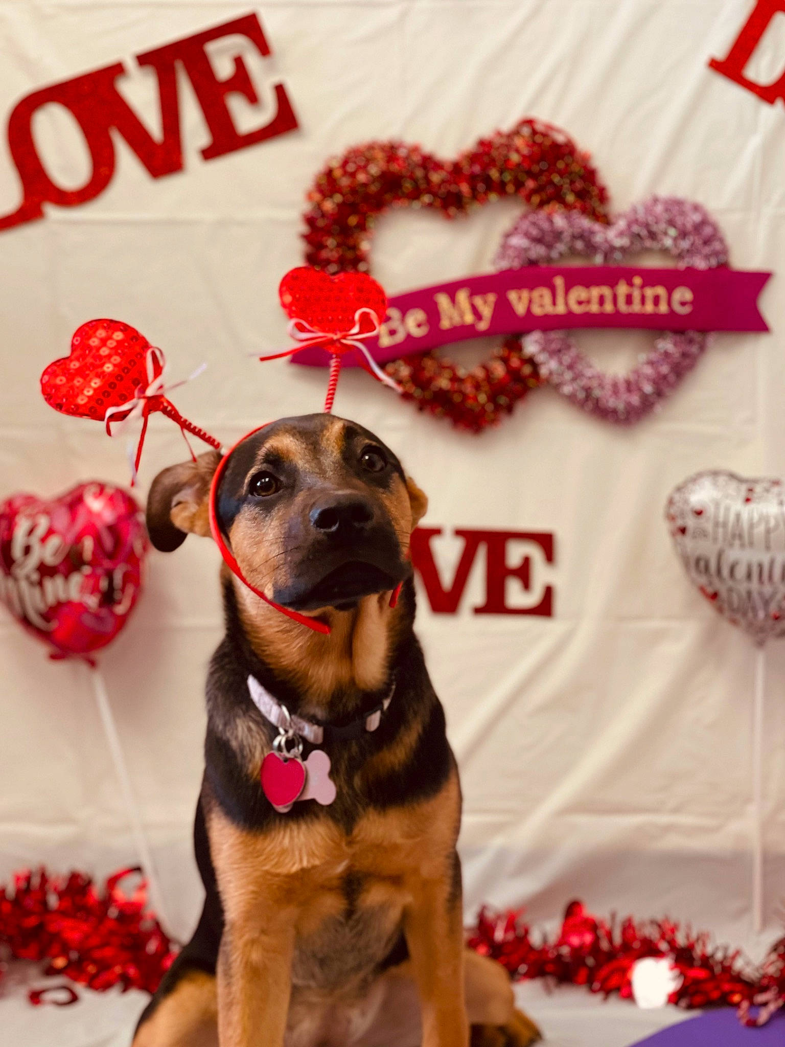 Josie is registered to the contest to win money with this photo: canidae, carnivore, collar, companion_dog, dog, dog_breed, dog_collar, dog_supply, event, fashion_accessory, fawn, font, fur, leash, party_supply, pink, red, snout, sporting_group, working_animal