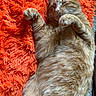cat, orange_tabby, sleeping, relaxed, fluffy_rug, orange_rug, pet, feline, whiskers, paws, fur, indoor, cozy, resting, cute, animal, mammal, closeup, comfortable, nap