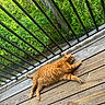 Zen is registered to the contest to win money with this photo: cat, orange_cat, tabby, pet, animal, wooden_deck, railing, outdoor, greenery, trees, nature, sunlight, relaxing, feline, resting, daytime, planks, metal_bars, summer, peaceful