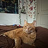 cat, ginger_cat, bed, brown_bedspread, indoor, ivy_plants, butterfly_stickers, posters, wall_decor, door, toy, relaxed, pet, feline, cozy, furniture, resting, animal, mammal, domestic