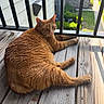 cat, orange_tabby, pet, animal, wooden_deck, sunlight, outdoor, railing, relaxed, feline, fur, whiskers, paws, resting, nature, house, building, daylight, close_up, portrait