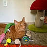 Zen is registered to the contest to win money with this photo: cat, orange_tabby, cat_toys, plush_toy, scratching_post, carpet, indoor, feline, pet, orange_fur, animal, toy_mouse, toy_ball, mushroom_shaped, wall_outlet, floor, relaxed, domestic_cat, colorful, playful