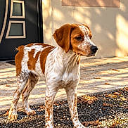 Baco a rejoint le concours — aidez-le/la à gagner de superbes lots ! dog, puppy, canine, standing, outdoor, sunlight, speckled_coat, brown_and_white, floppy_ears, long_legs, portrait, front_door, house, pavement, gravel, autumn_leaves, shadows, daylight, pet, animal