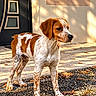 dog, puppy, canine, standing, outdoor, sunlight, speckled_coat, brown_and_white, floppy_ears, long_legs, portrait, front_door, house, pavement, gravel, autumn_leaves, shadows, daylight, pet, animal