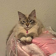 Fluffy is registered to the contest to win money with this photo: animal, cat, cute, domestic, ears, fabric, feline, fluffy, fur, indoor, paws, pet, pink, portrait, relaxed, resting, silk, soft, texture, whiskers
