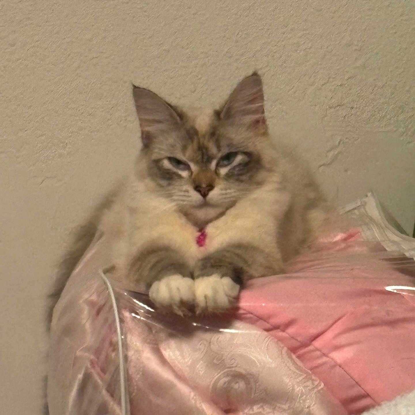 Fluffy is registered to the contest to win money with this photo: animal, cat, cute, domestic, ears, fabric, feline, fluffy, fur, indoor, paws, pet, pink, portrait, relaxed, resting, silk, soft, texture, whiskers