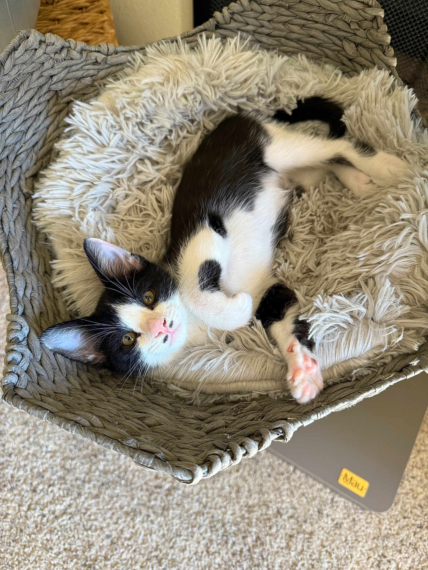 Fredrico is registered to the contest to win money with this photo: kitten, cat, black_and_white, pet, basket, fluffy_cushion, indoor, relaxing, cute, animal, fur, paws, small, laying, looking_up, soft_texture, cozy, home, resting, curious